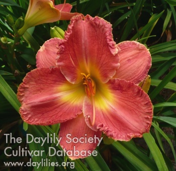 Daylily Red Loveliness